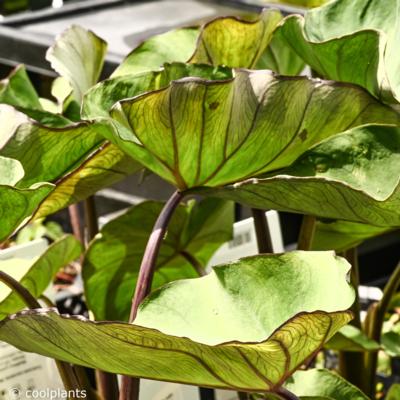 colocasia-metallica
