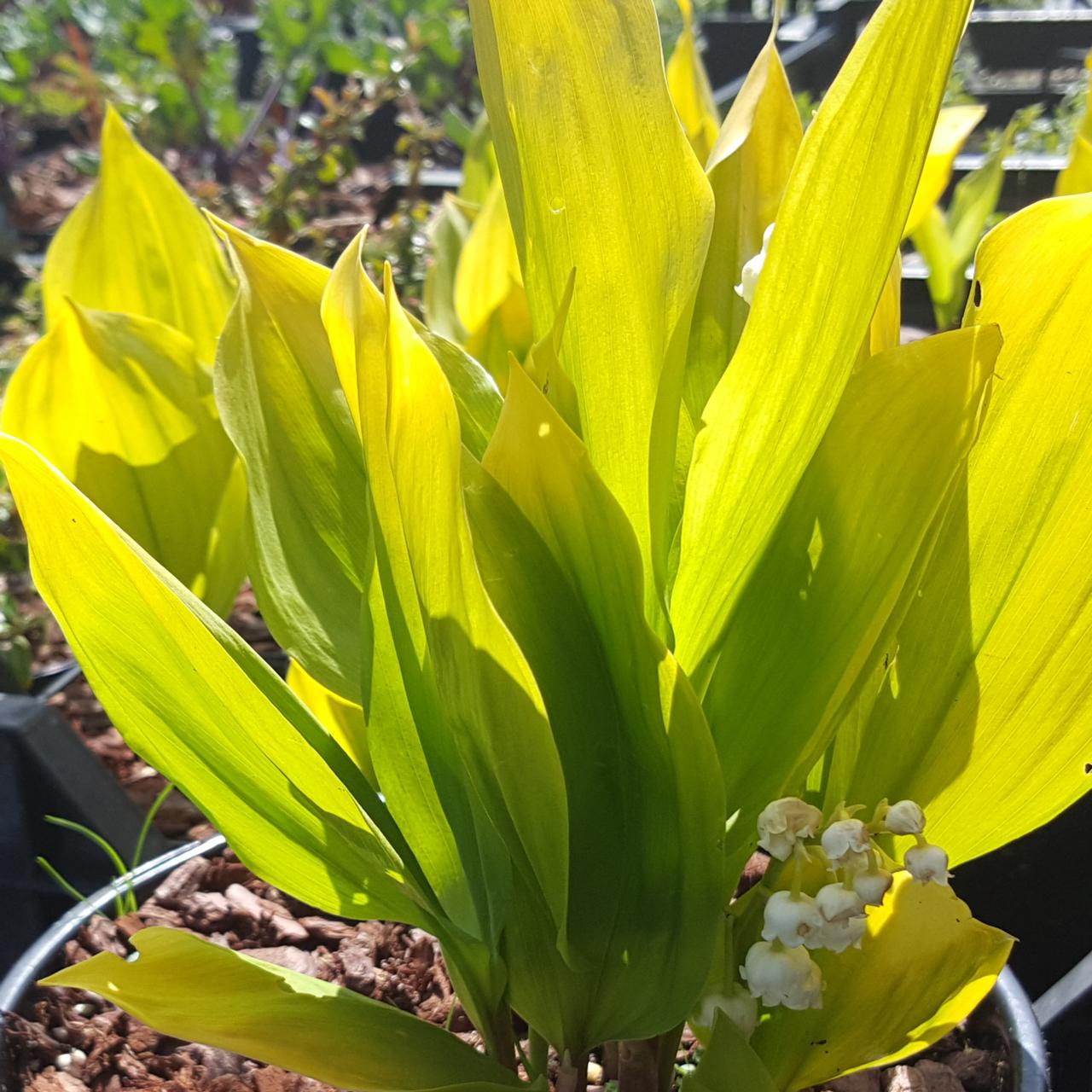 Convallaria majalis 'Golden Jubilee' plant