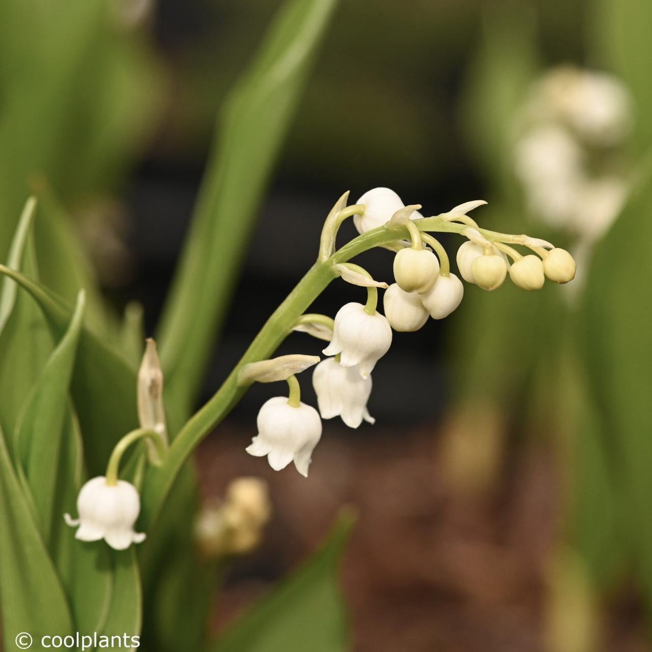 Convallaria majalis 'Grandiflora' plant