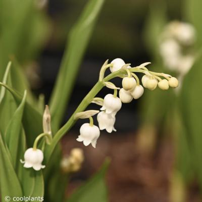 convallaria-majalis-grandiflora