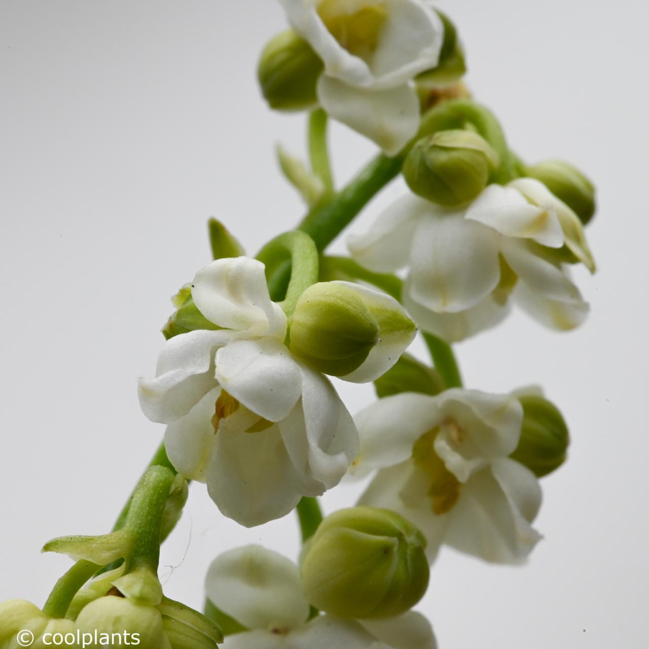 Convallaria majalis 'Prolificans' plant