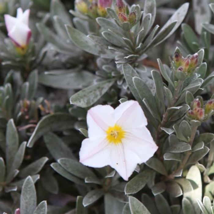 Convolvulus cneorum plant