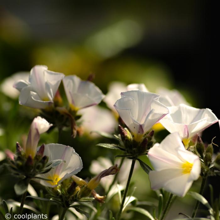 Convolvulus cneorum plant