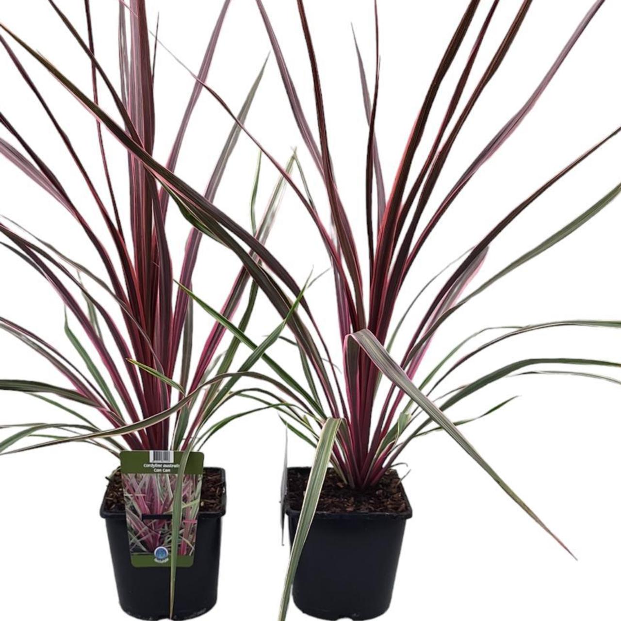 Cordyline australis 'Can Can' plant