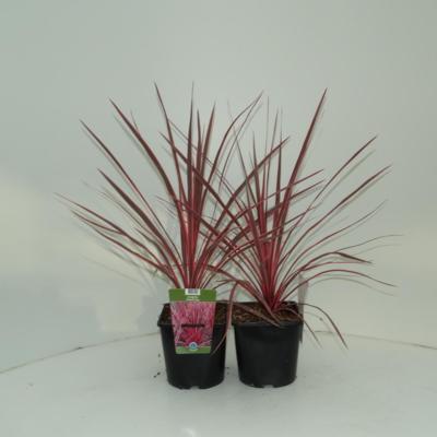 cordyline-australis-charlie-boy
