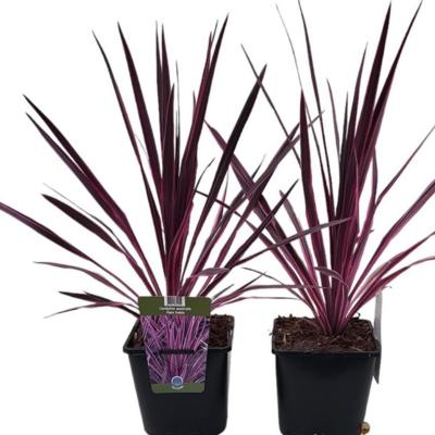 cordyline-australis-paso-doble