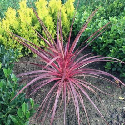 cordyline-australis-salsa