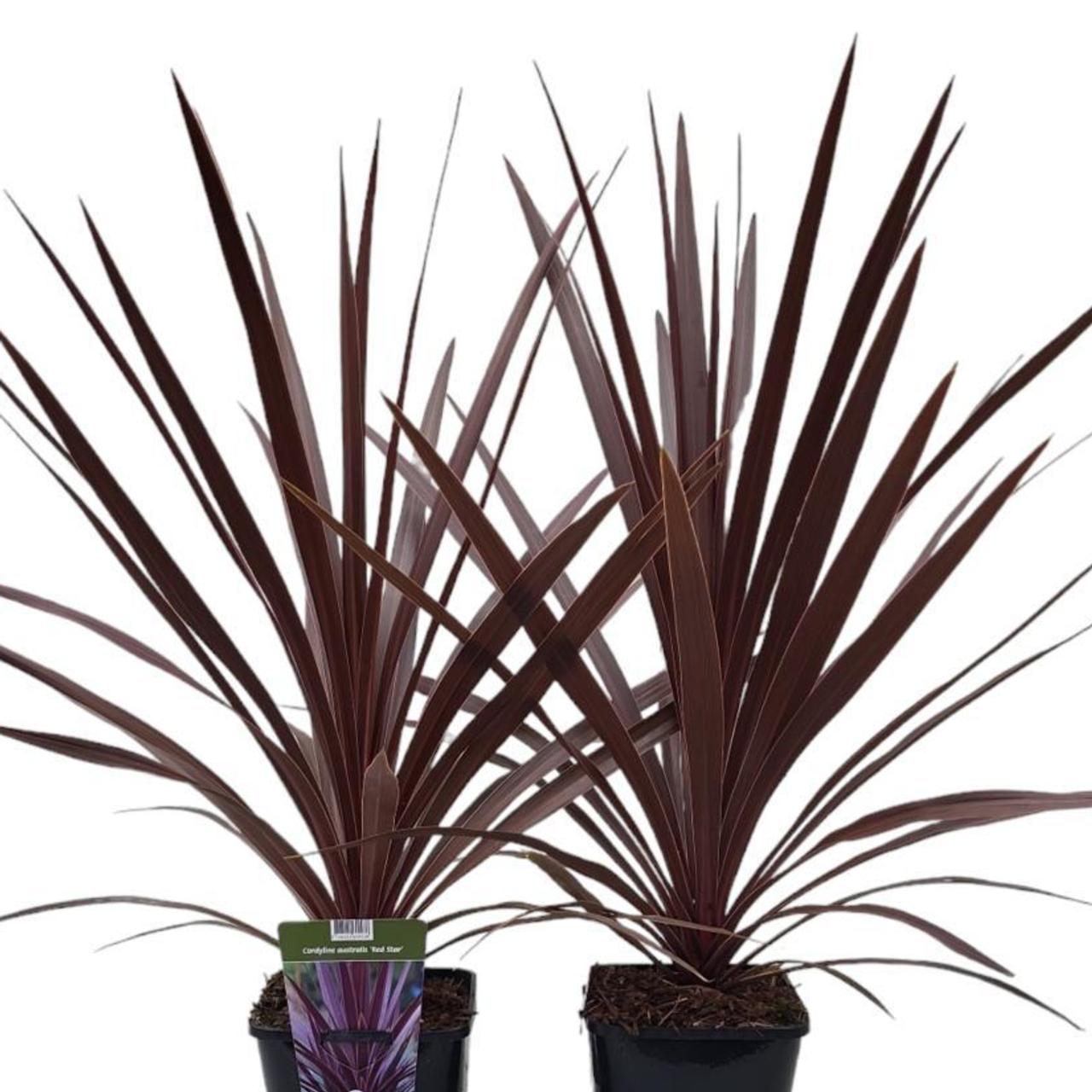 Cordyline 'Red Star' plant