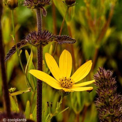 coreopsis-js-indian-summer