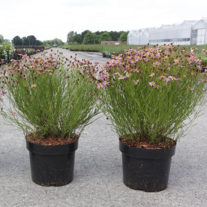 Coreopsis rosea 'American Dream' plant