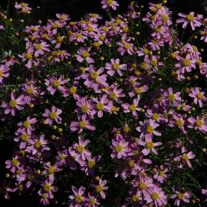 Coreopsis rosea 'American Dream' plant