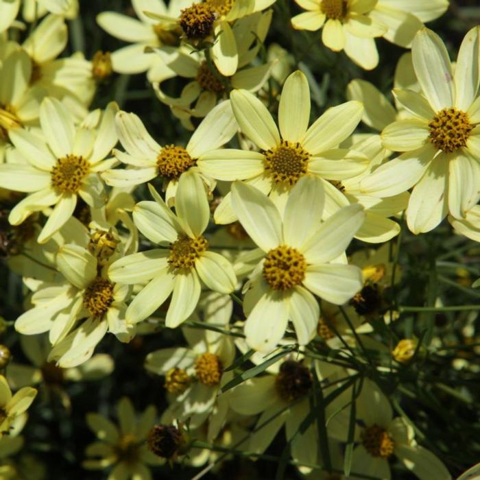 Coreopsis verticillata 'Moonbeam' plant