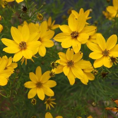 coreopsis-verticillata-zagreb
