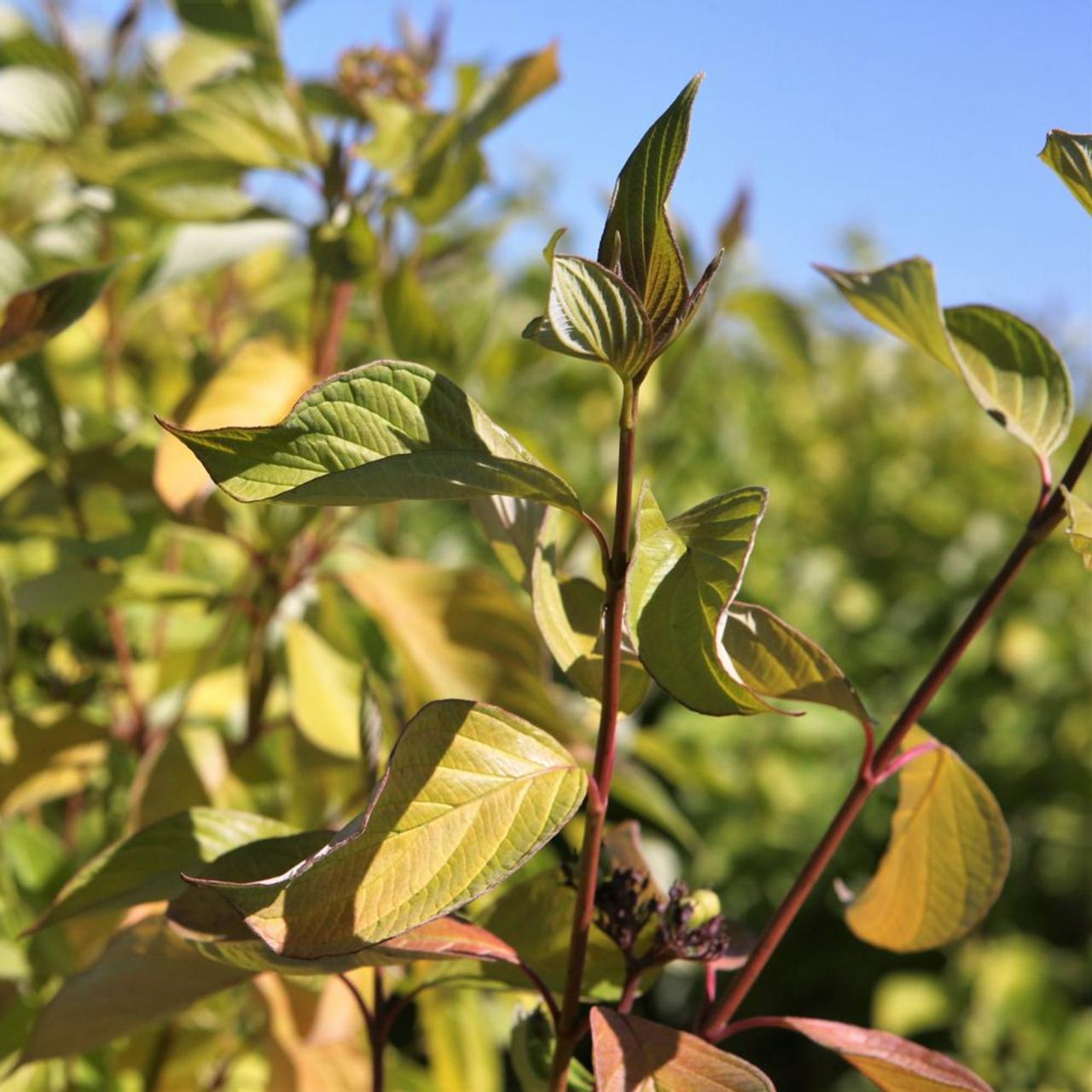 Cornus alba 'Aurea' plant