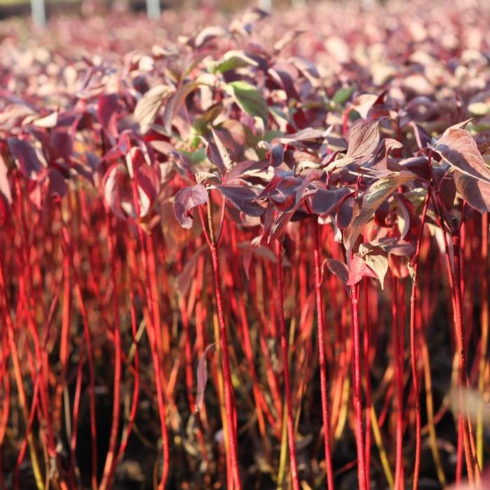 Cornus alba 'Baton Rouge' plant