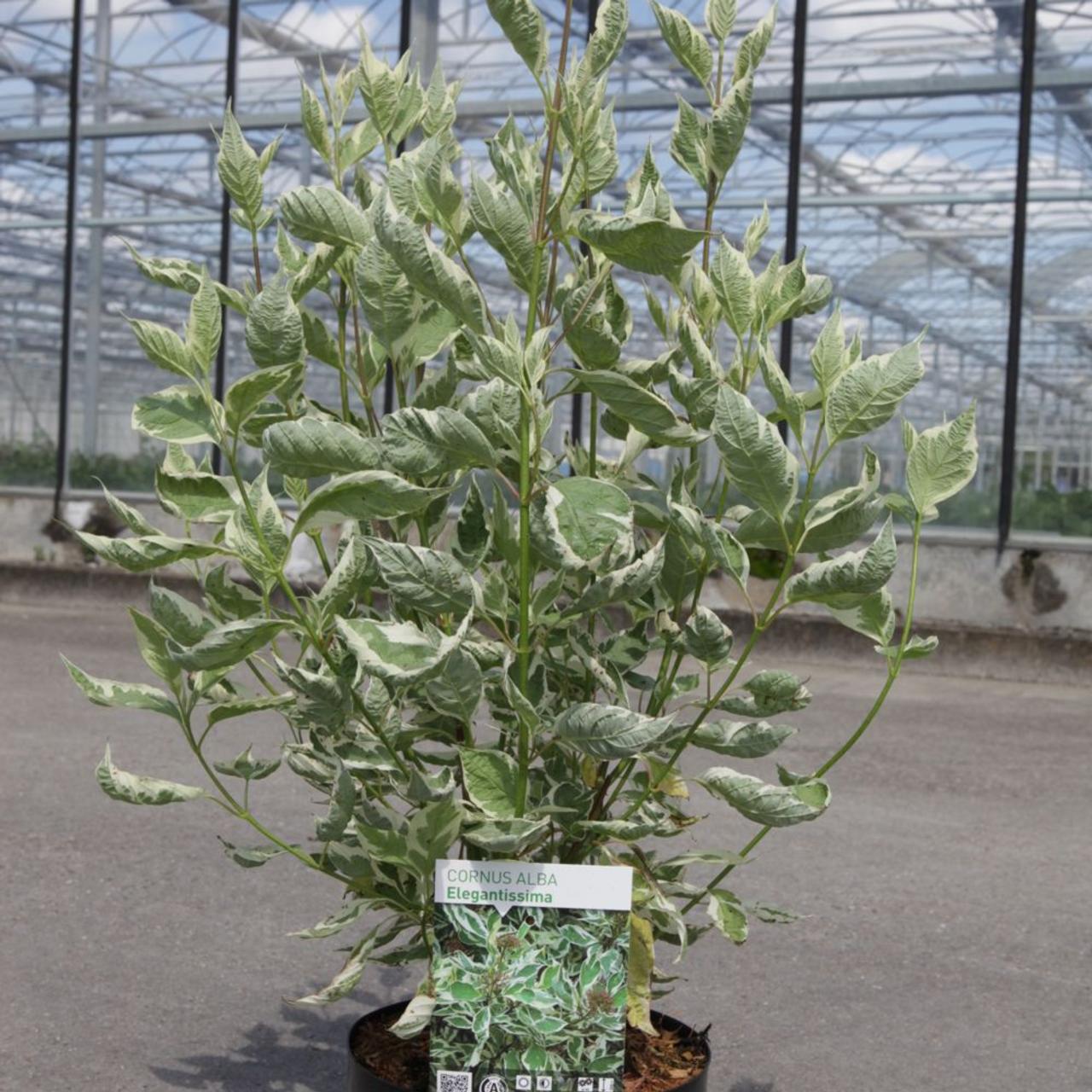 Cornus alba 'Elegantissima' plant