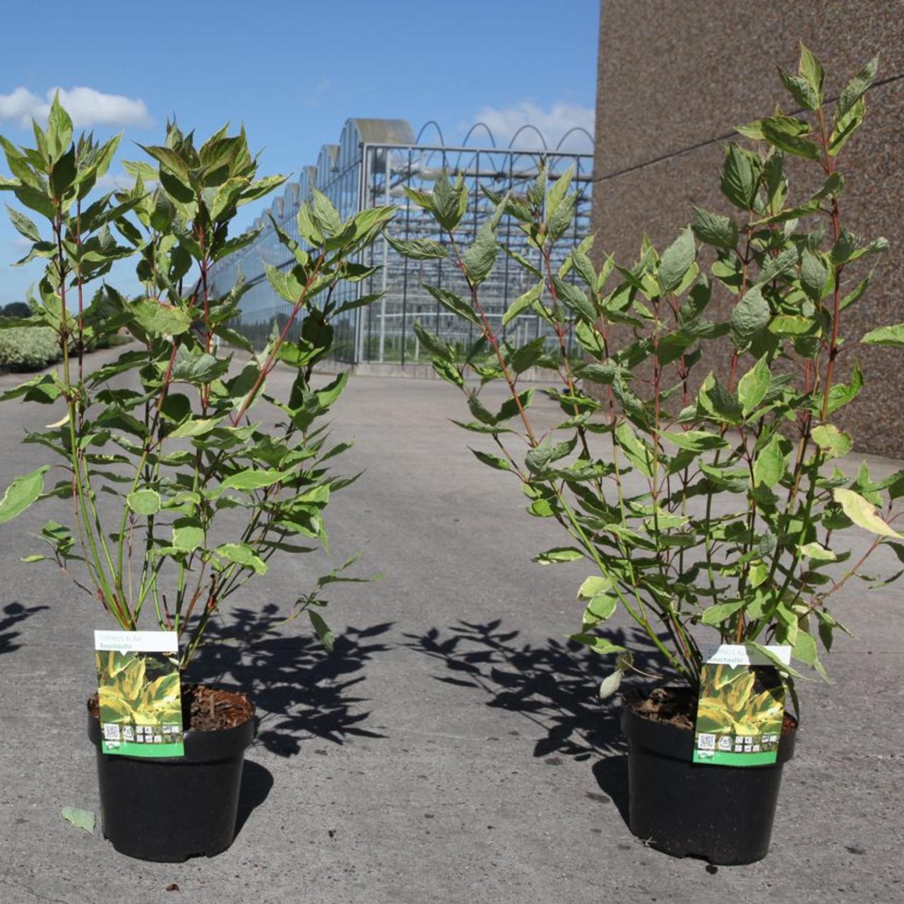 Cornus alba 'Gouchaultii' plant