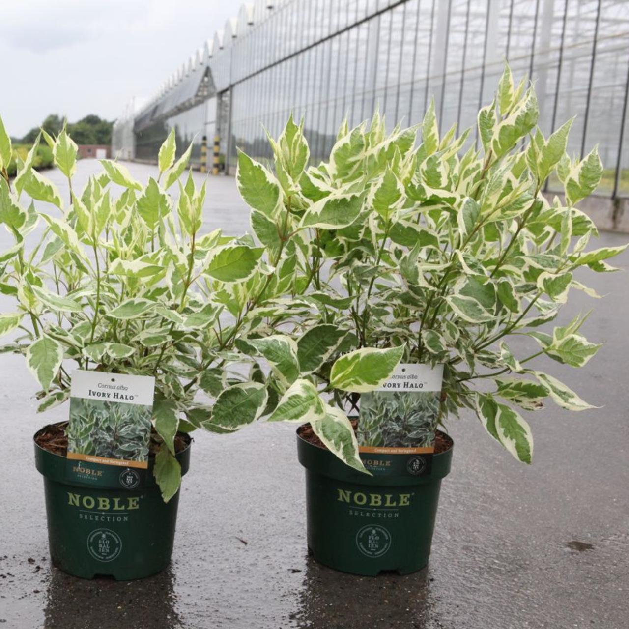 Cornus alba 'Ivory Halo' plant