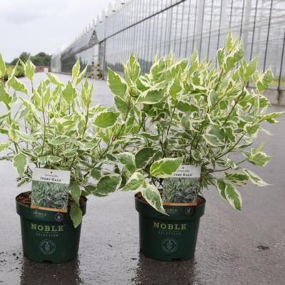 cornus-alba-ivory-halo