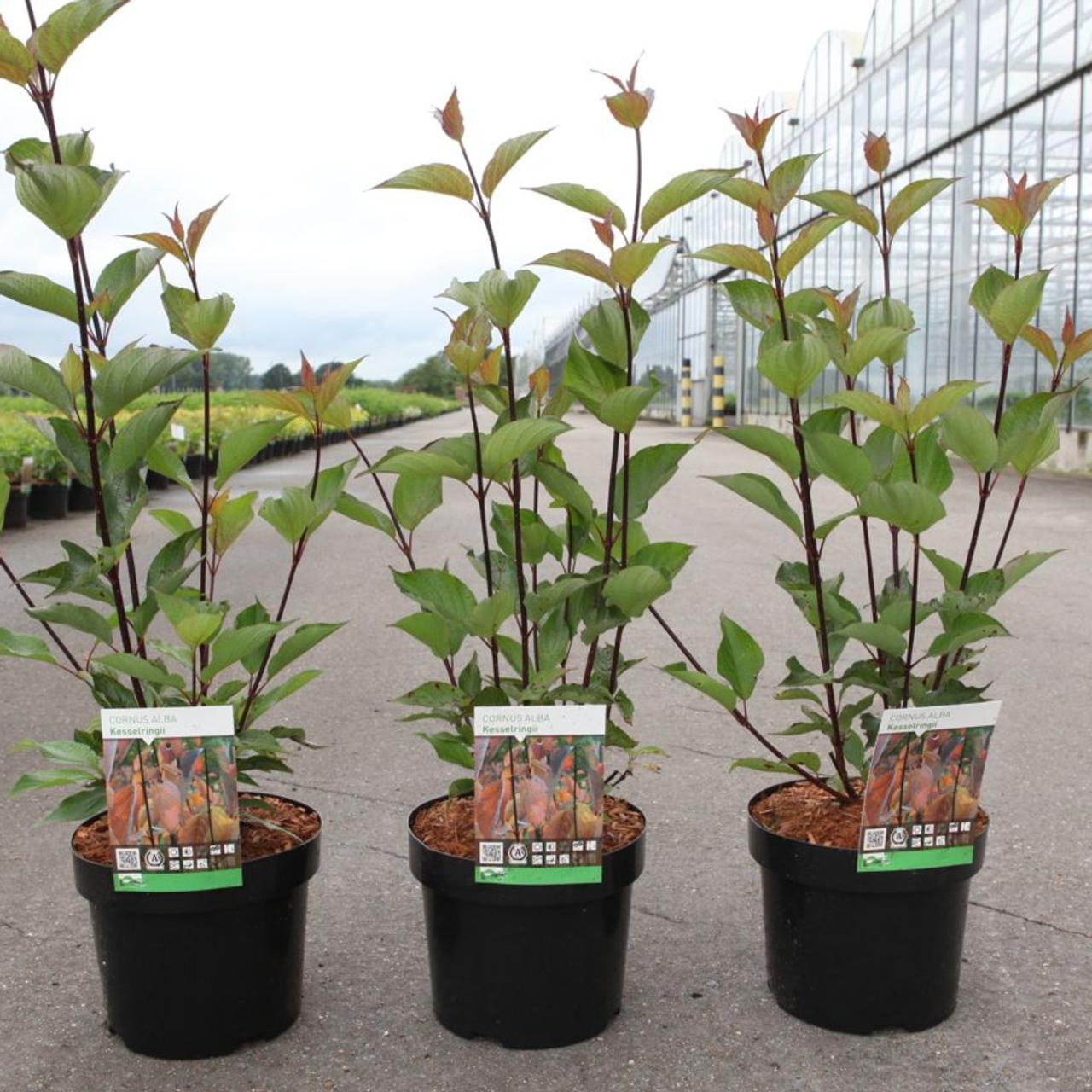 Cornus alba 'Kesselringii' plant