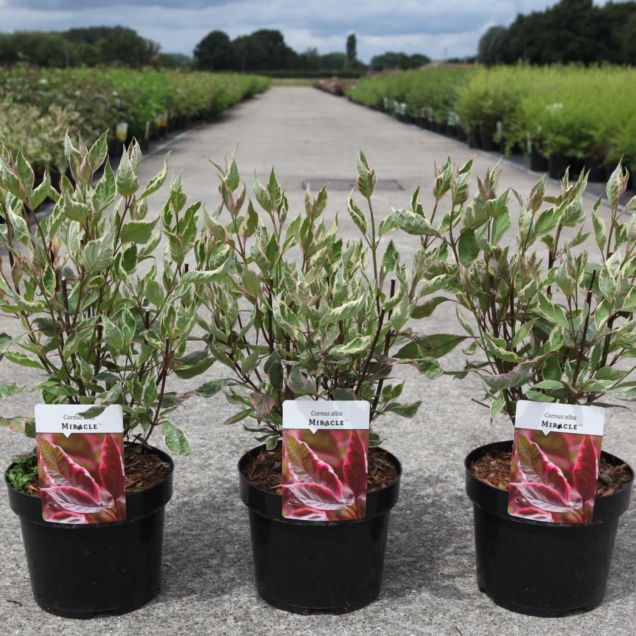 Cornus alba MIRACLE plant