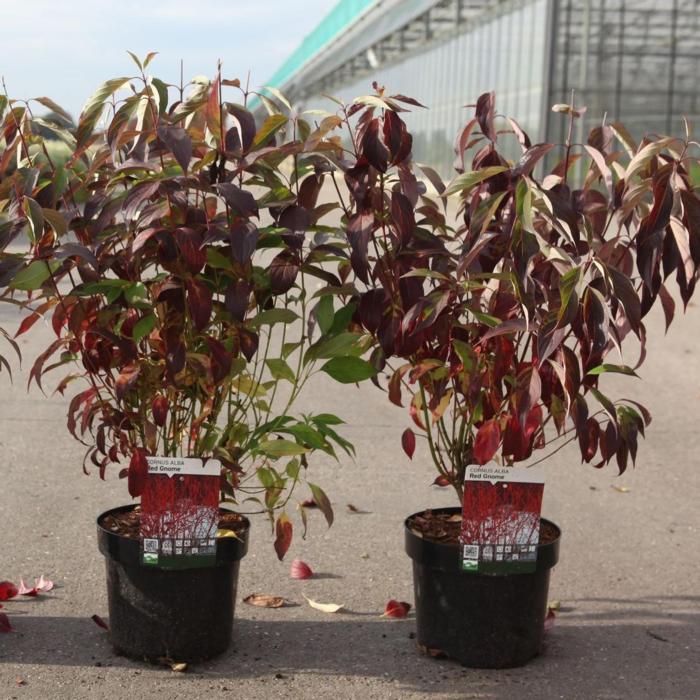 Cornus alba 'Red Gnome' plant