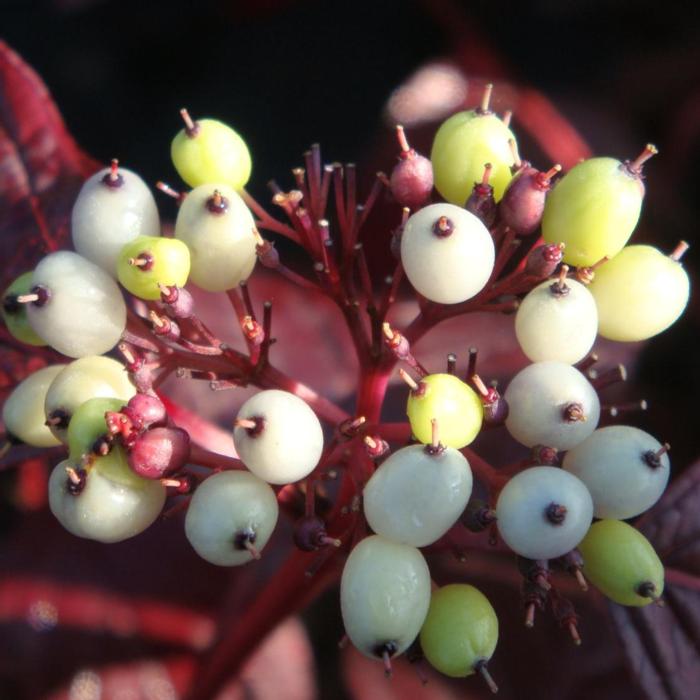 Cornus alba 'Siberian Pearls' plant