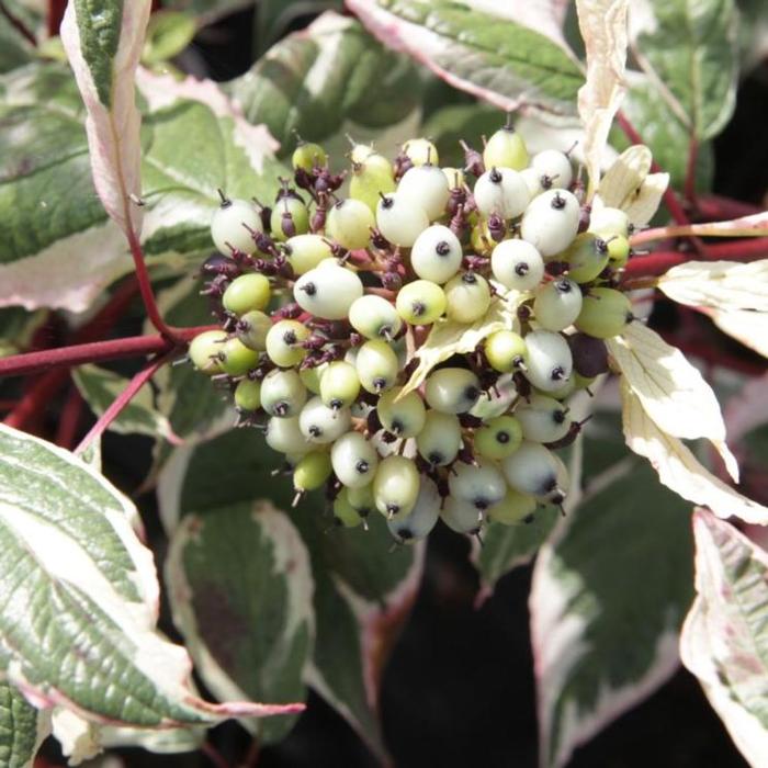 Cornus alba 'Sibirica Variegata' plant