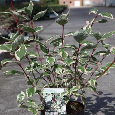 cornus-alba-sibirica-variegata