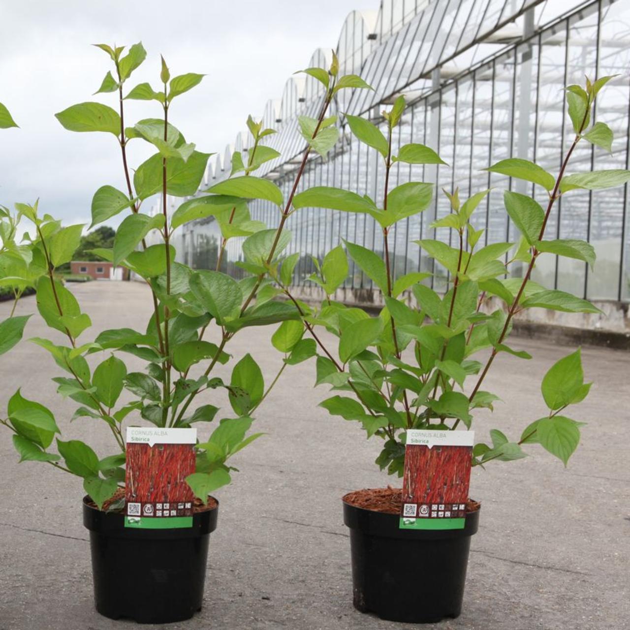 Cornus alba 'Sibirica' plant