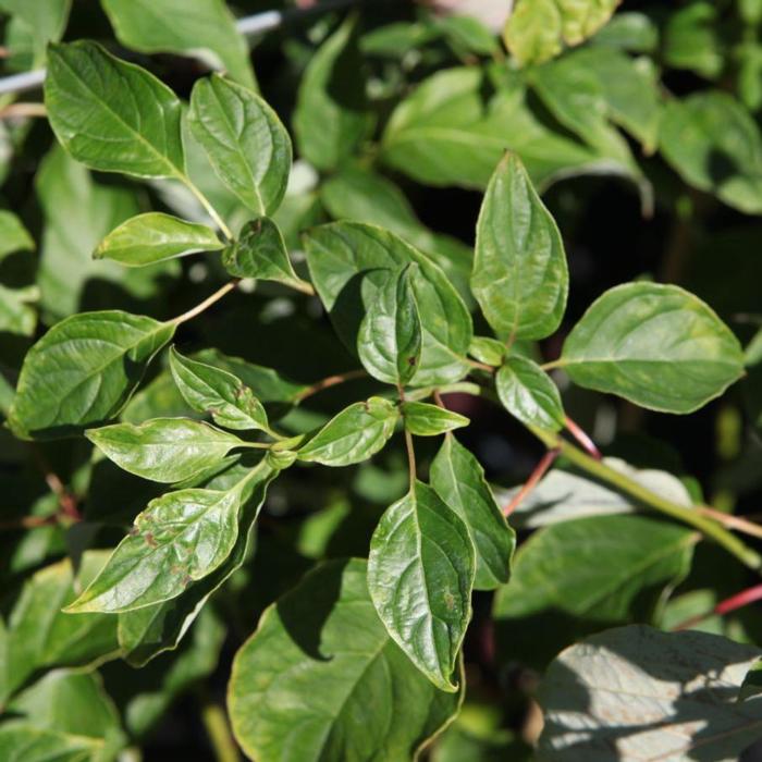 Cornus alternifolia plant