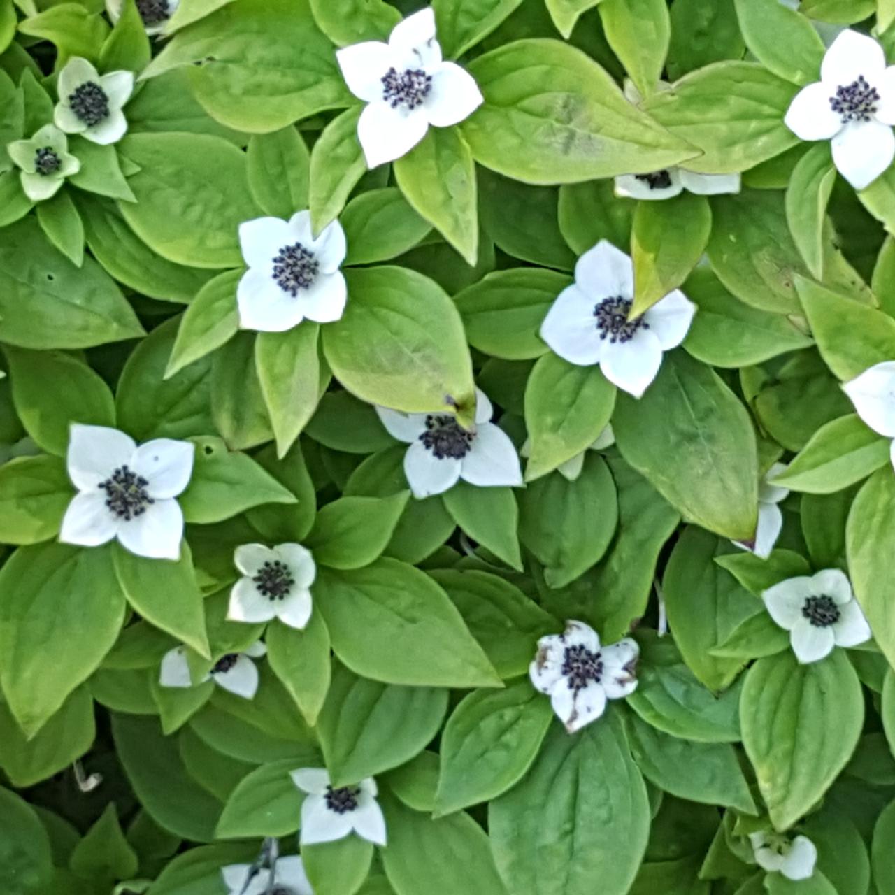 Cornus canadensis plant