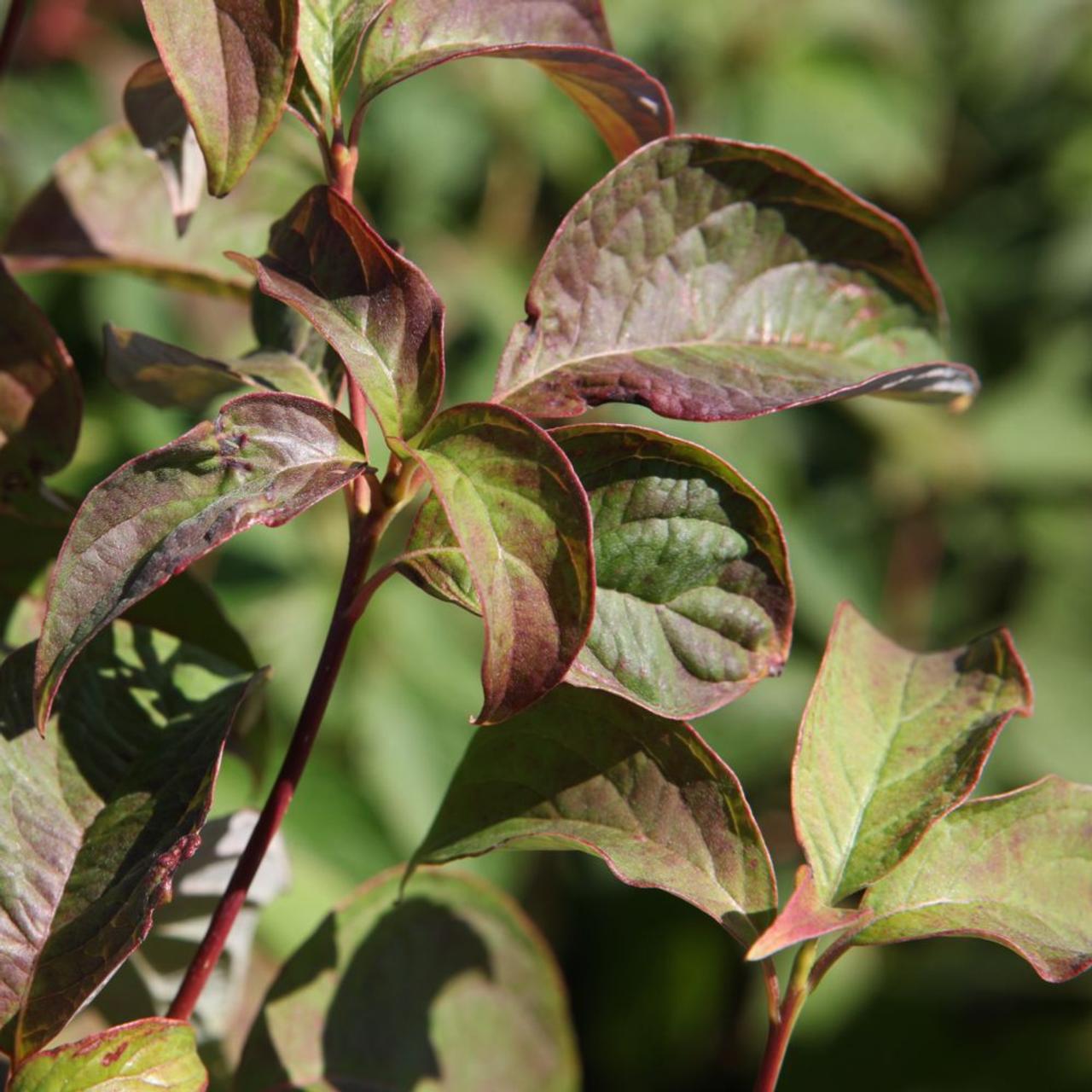 Cornus controversa plant