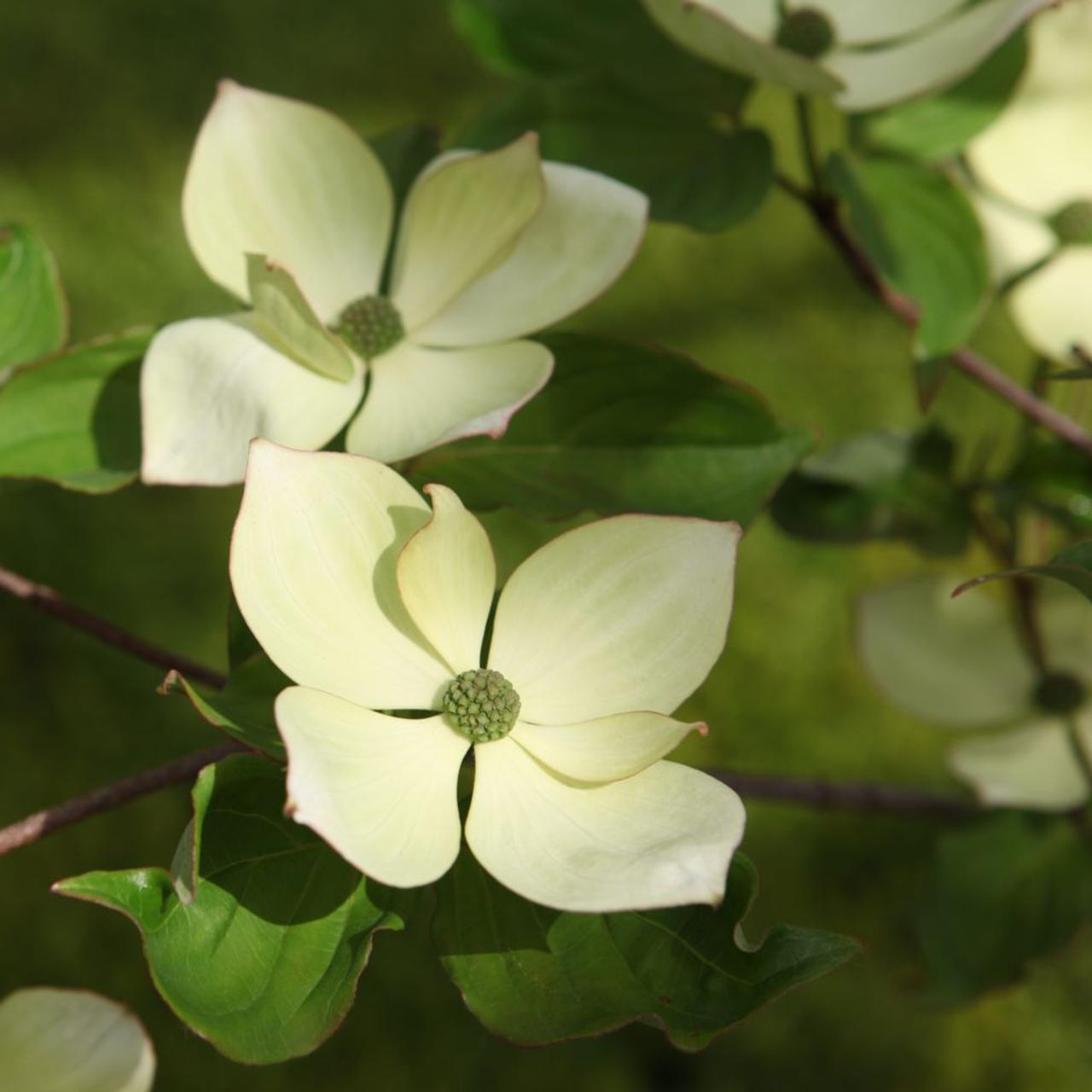 Cornus kousa 'Venus' plant