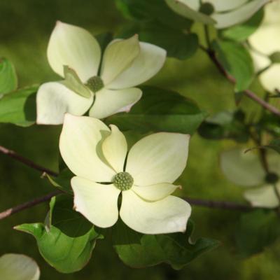 cornus-kousa-venus