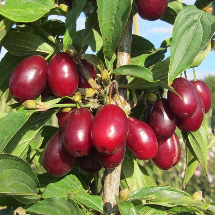 Cornus mas 'Jolico' plant