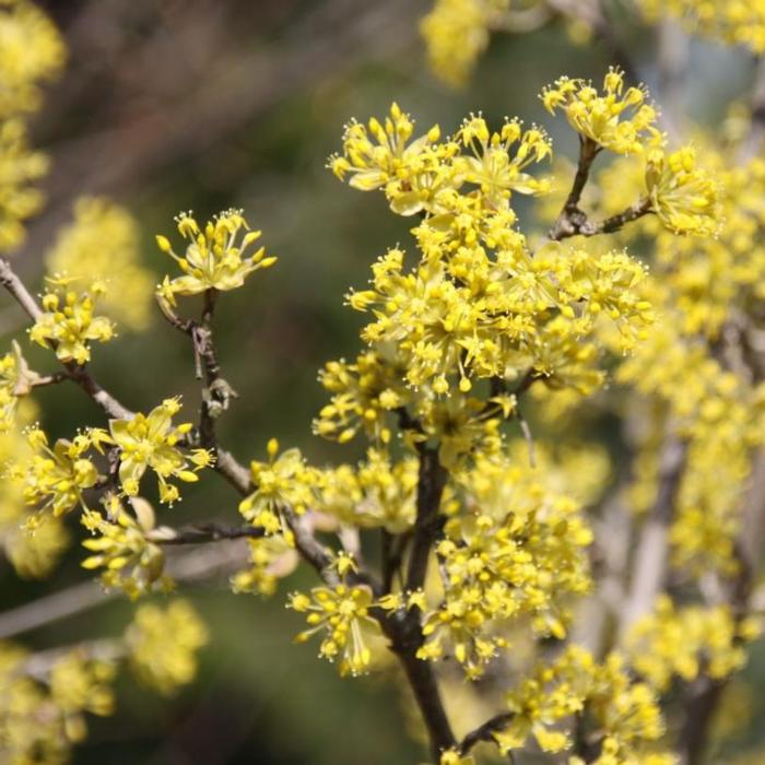 Cornus mas 'Jolico' plant