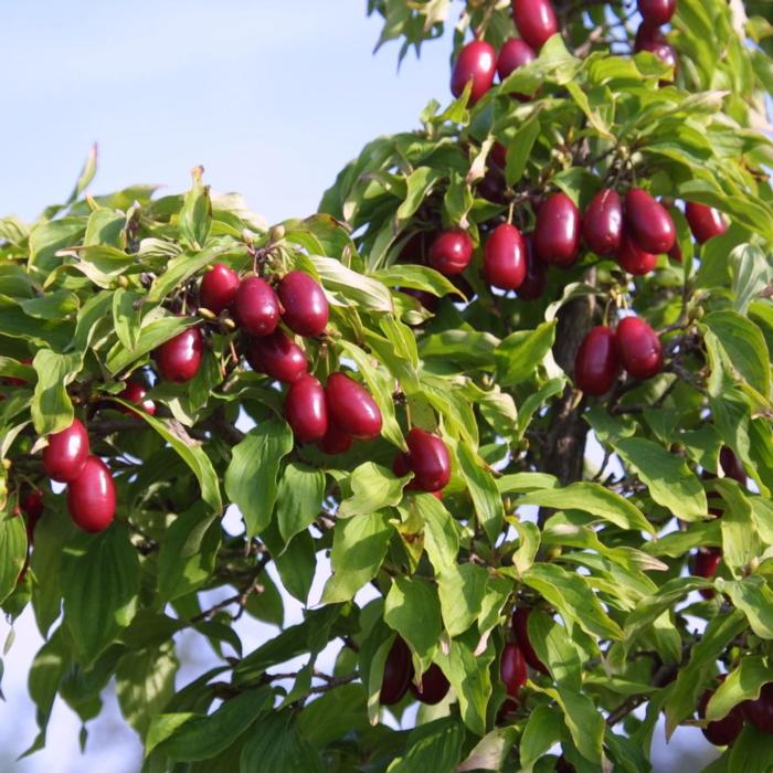 Cornus mas 'Kasanlak' plant