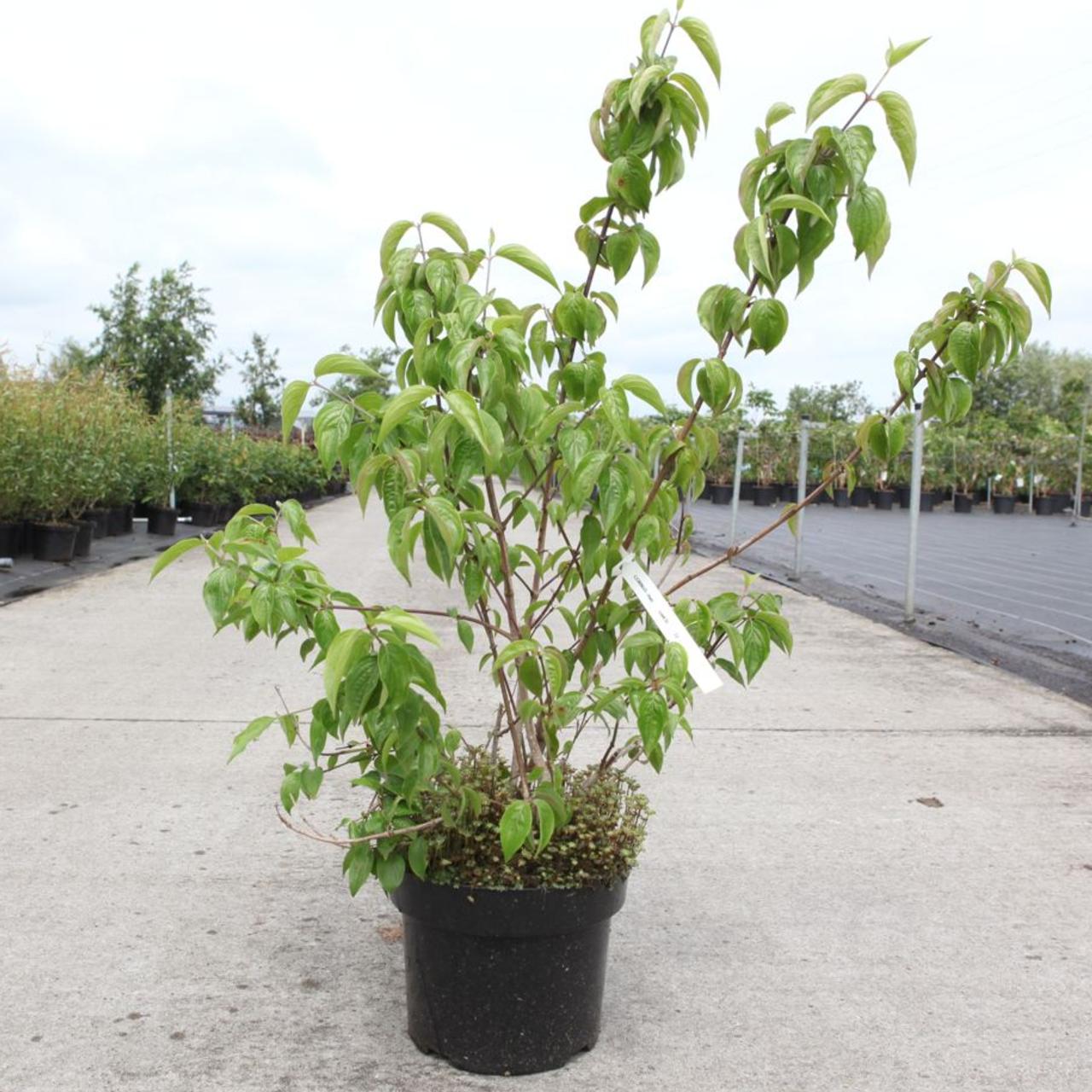 Cornus mas plant