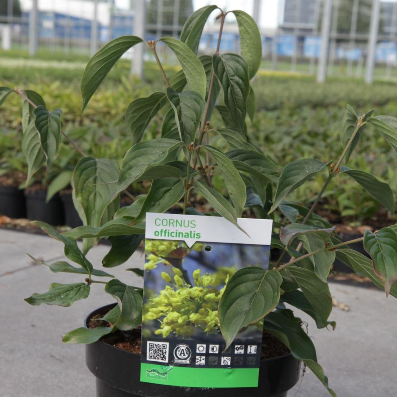 Cornus officinalis plant