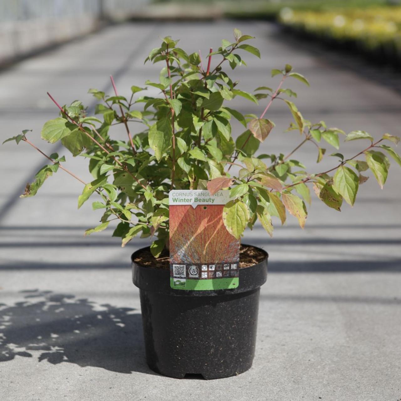 Cornus sanguinea 'Anny's Winter Orange' plant