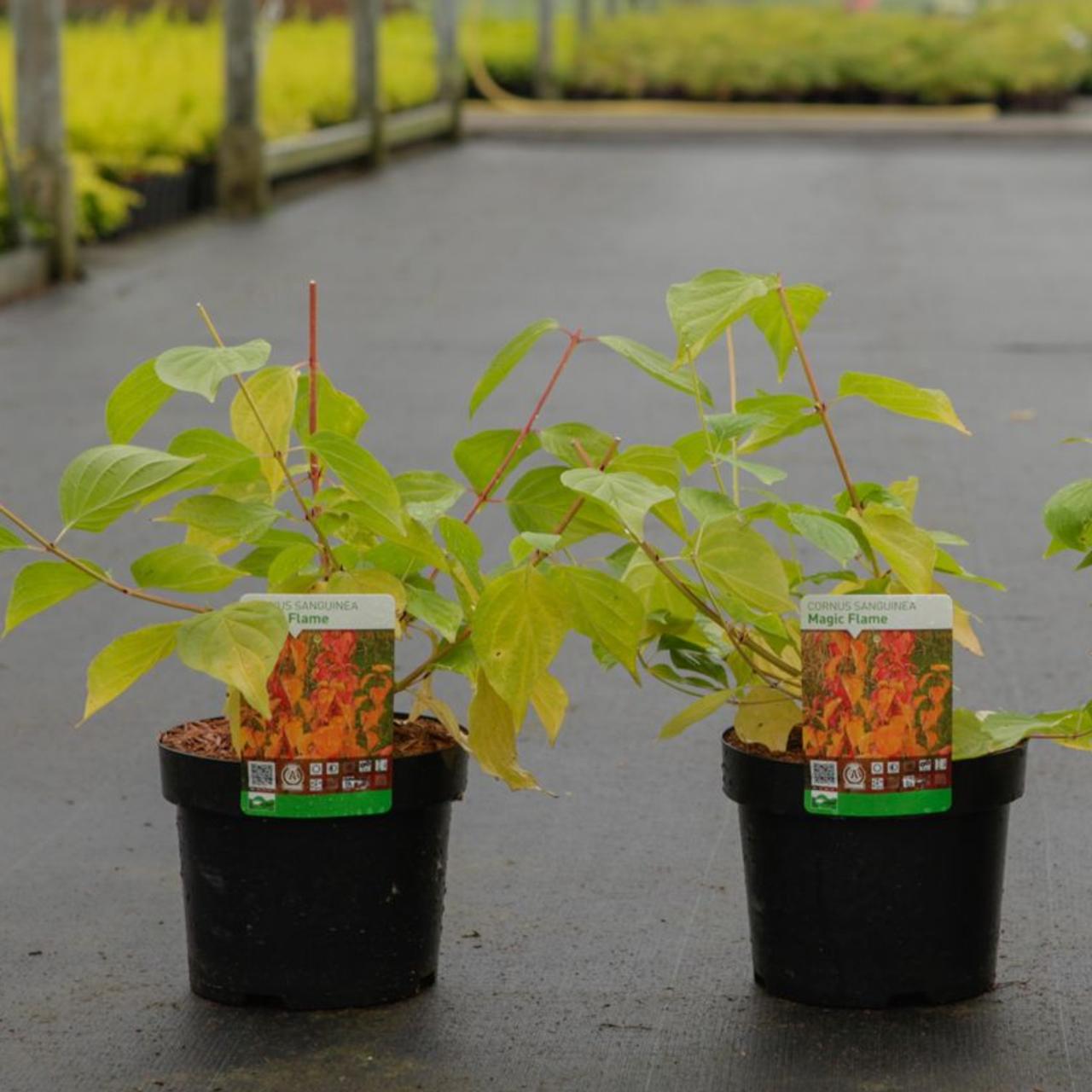 Cornus sanguinea 'Magic Flame' plant