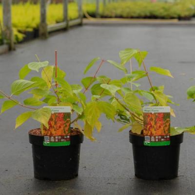 cornus-sanguinea-magic-flame