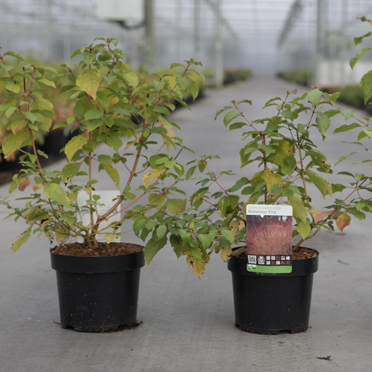 Cornus sanguinea 'Midwinter Fire' plant