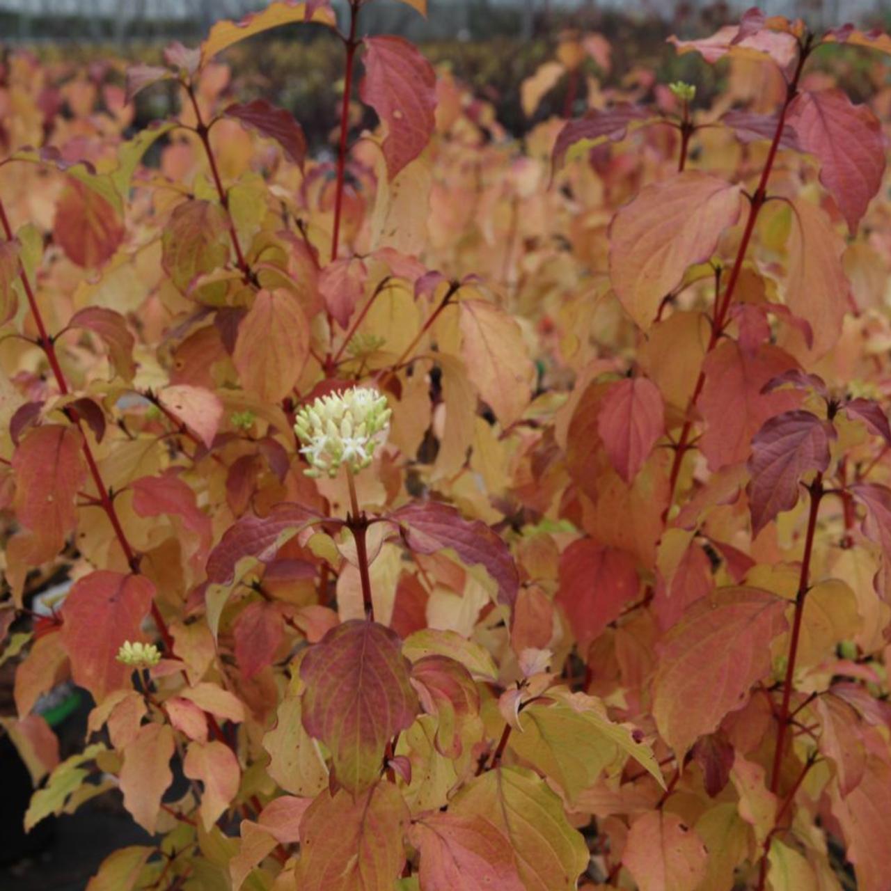 Cornus sanguinea 'Winter Beauty' plant