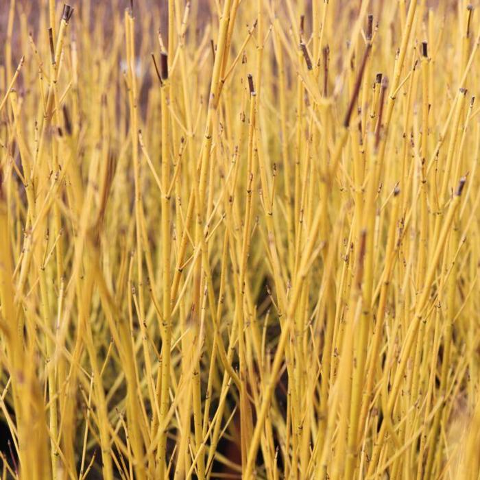 Cornus sericea 'Budd's Yellow' plant