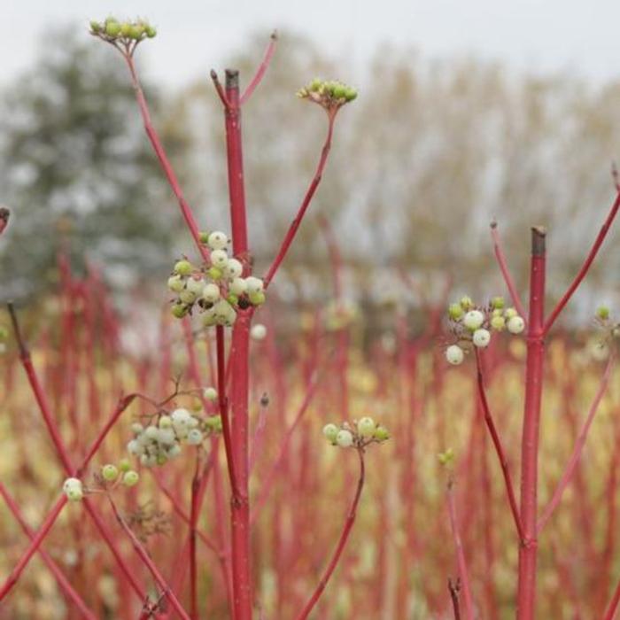 Cornus sericea 'Cardinal' plant