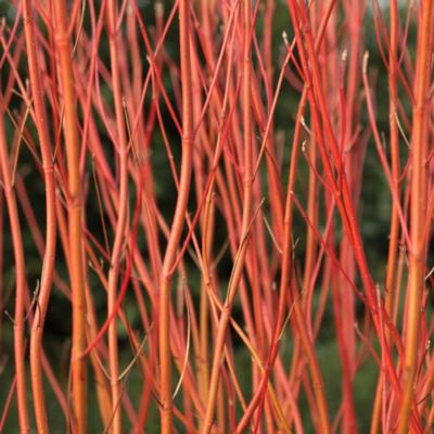 cornus-sericea-cardinal