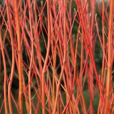 cornus-sericea-cardinal