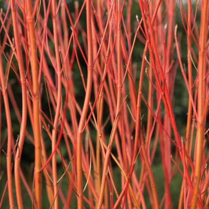 Cornus sericea 'Cardinal' plant